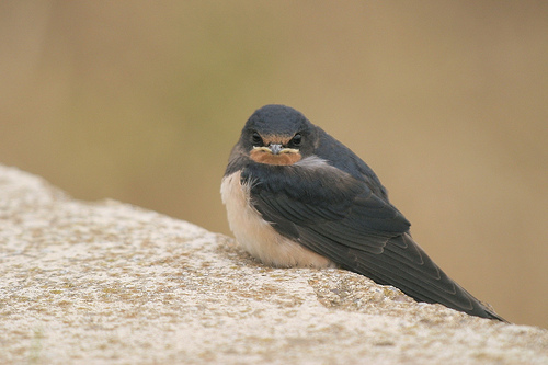 Barn Swallow