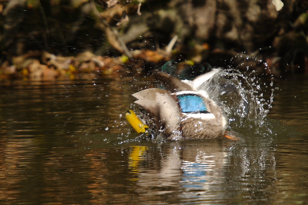 Bathing Mallard