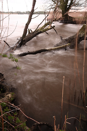 Biesbosch river