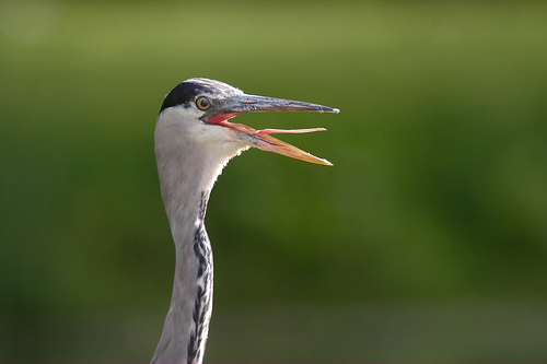 Blue Heron