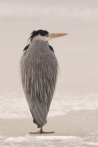 Blue Heron on ice