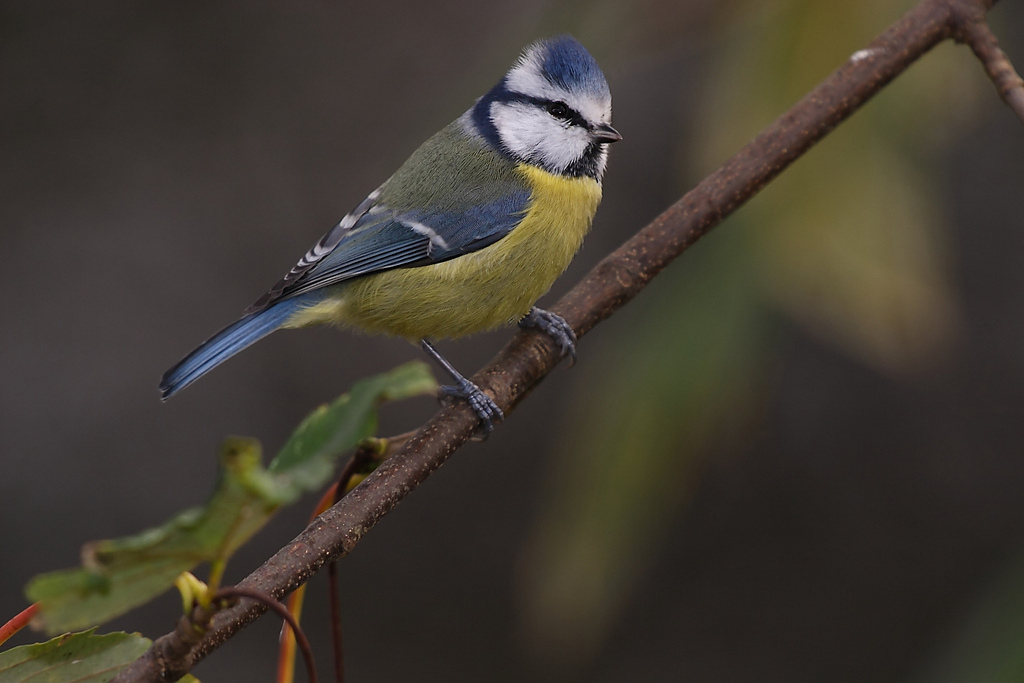 Blue Tit