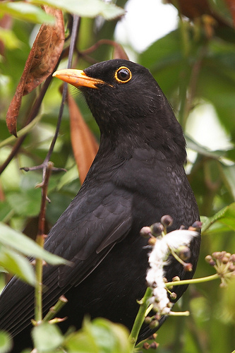 Common Blackbird