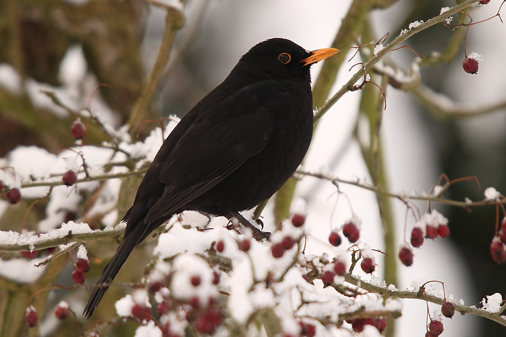 Common Blackbird