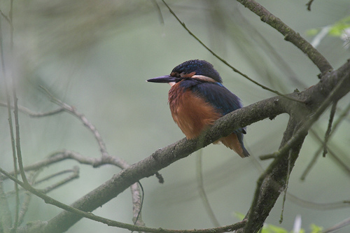 Common Kingfisher