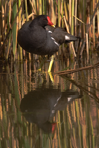 Common Moorhen