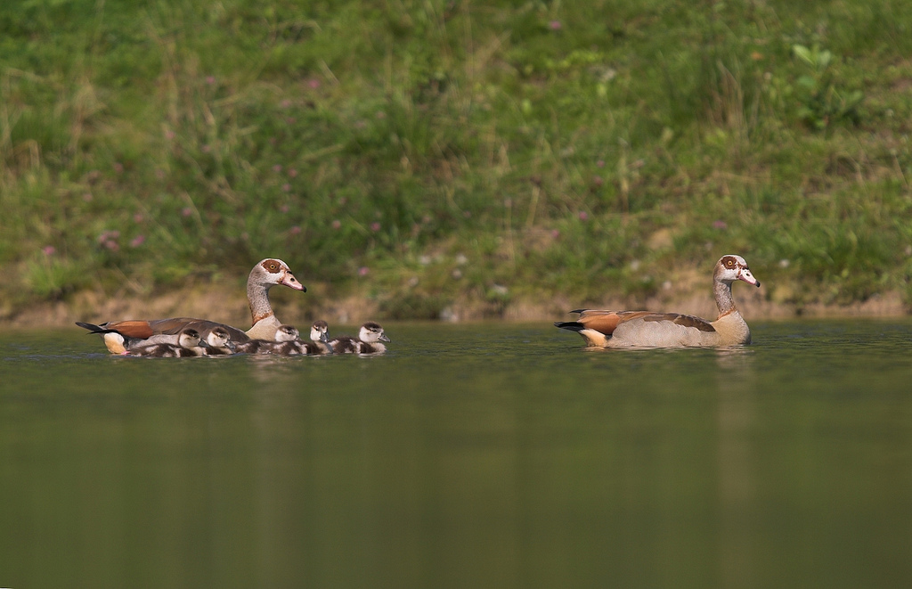 Egyptian Goose with chicks