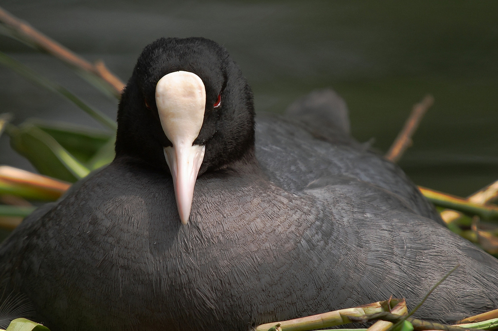 Eurasian Coot