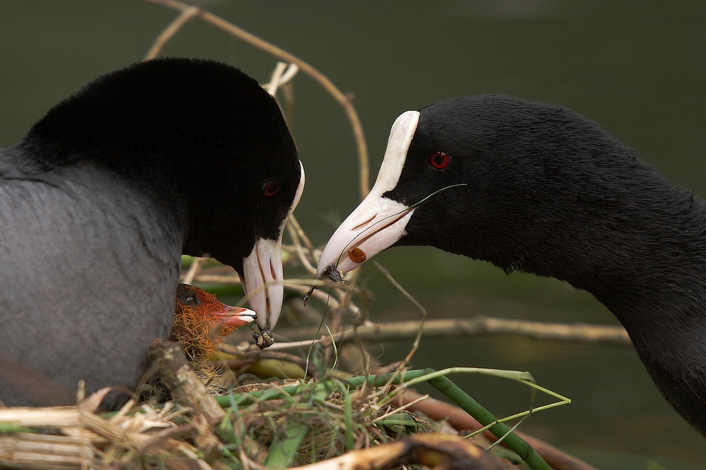 Eurasian Coot