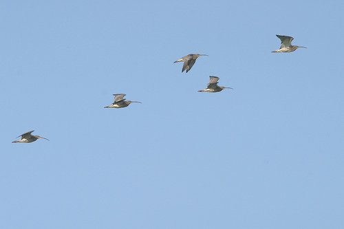 Eurasian Curlew