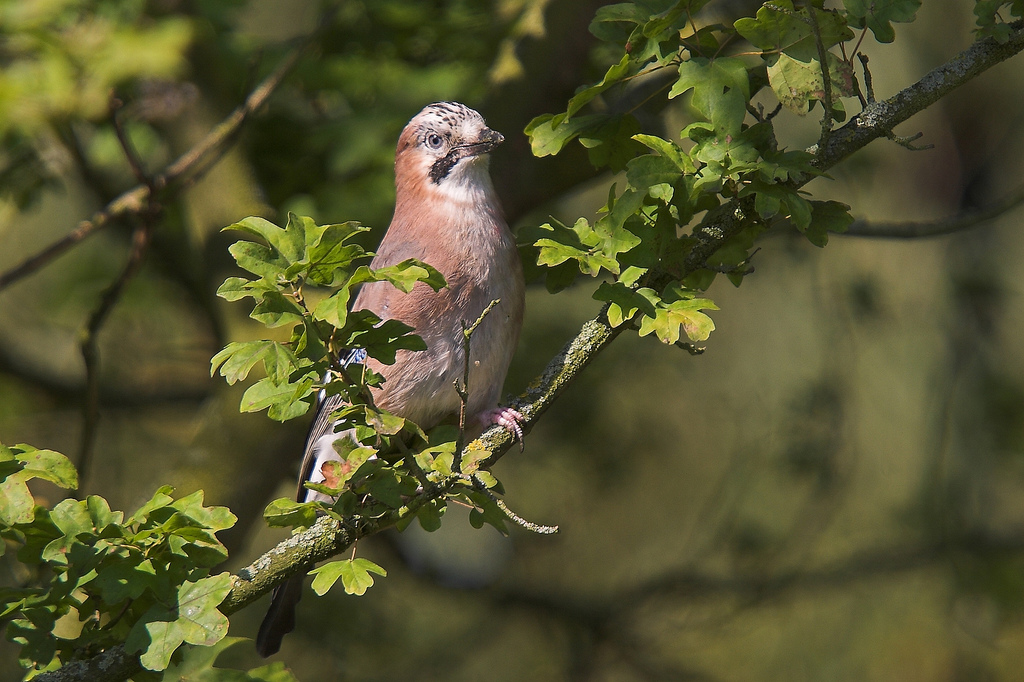 Eurasian Jay