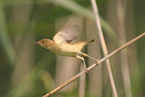 Eurasian Reed Warbler