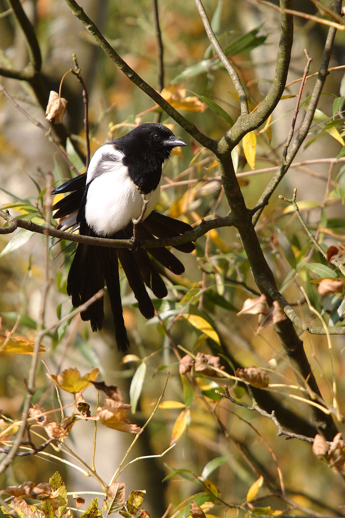 European Magpie