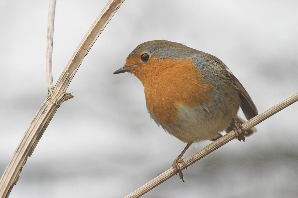 European Robin