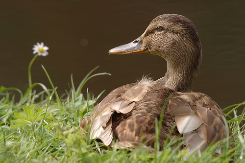 Female Mallard