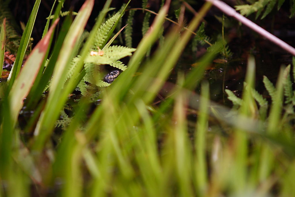 Grass Snake