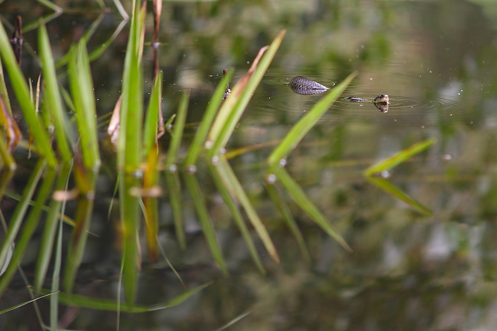 Grass Snake in Water Soldier