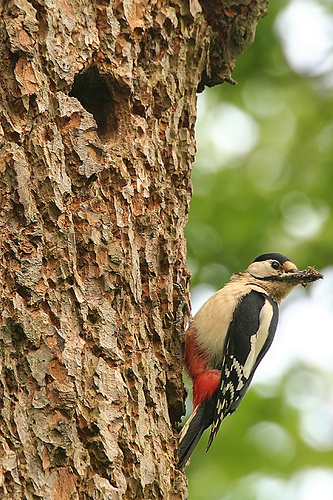 Great Spotted Woodpecker