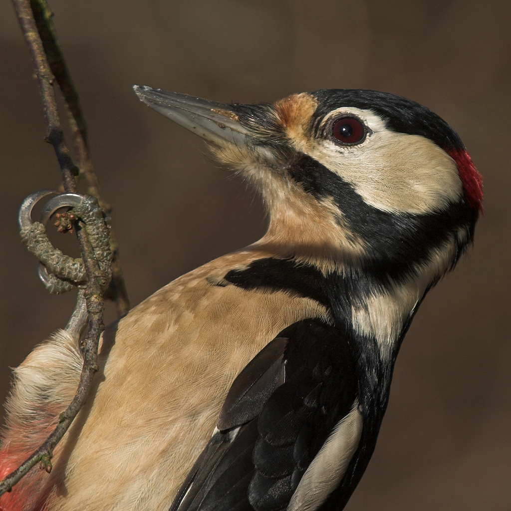 Great Spotted Woodpecker