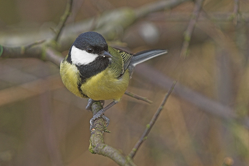 Great tit