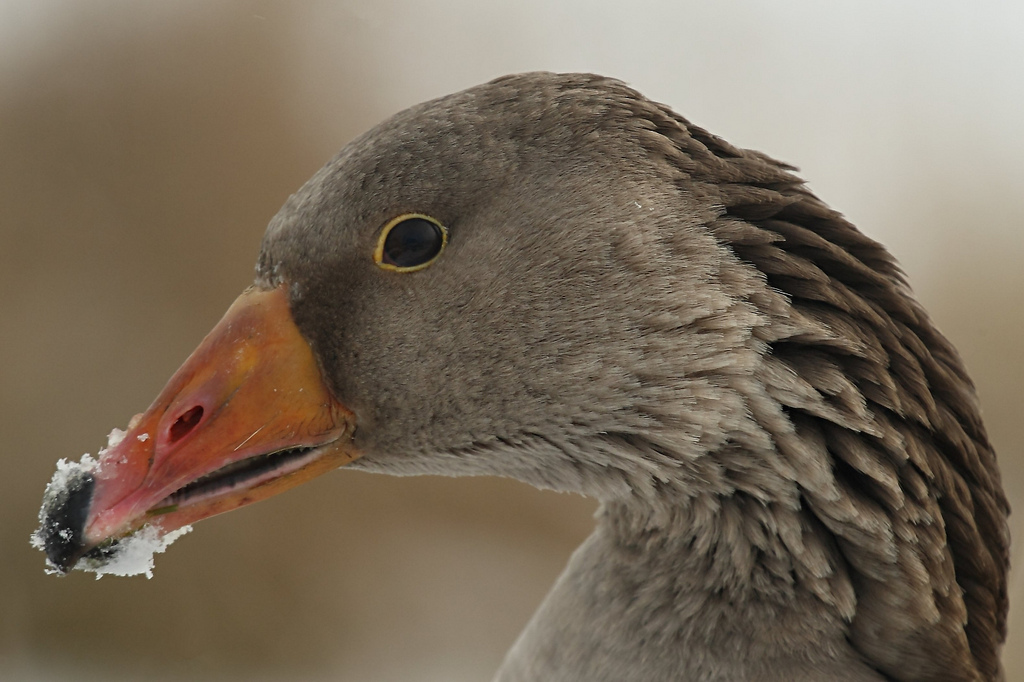 Greylag Goose