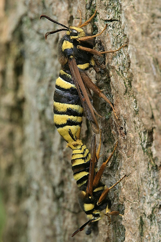 Hornet Moth