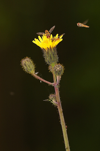 Hoverfly