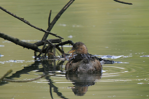 Little Grebe