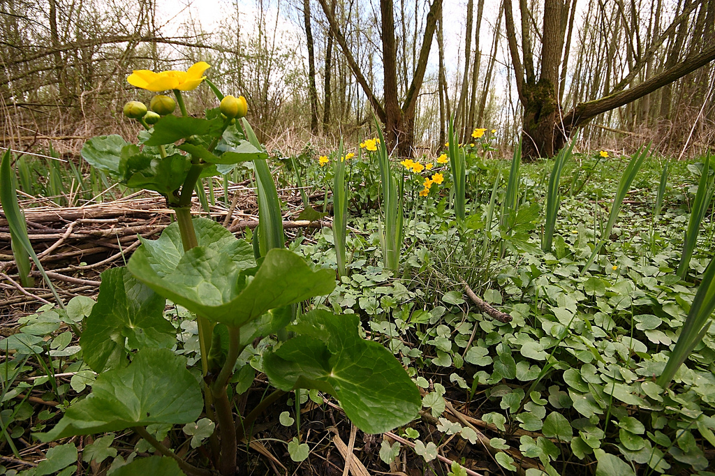 Marsh Marigold