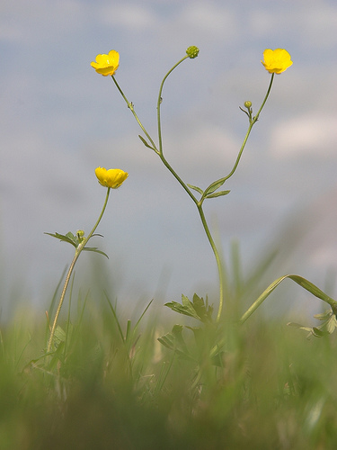 Meadow buttercup