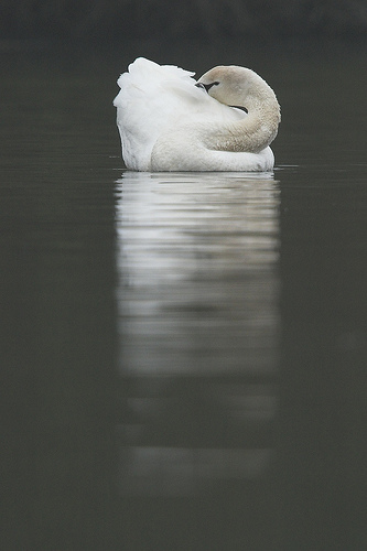 Mute Swan