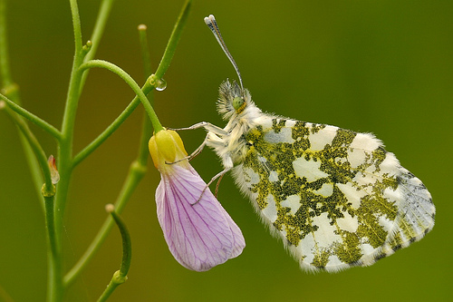 Orange Tip