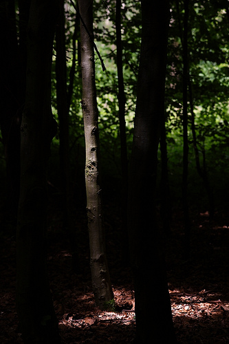 Ray of light in the forrest