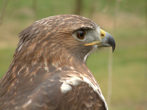 Red-tailed Hawk