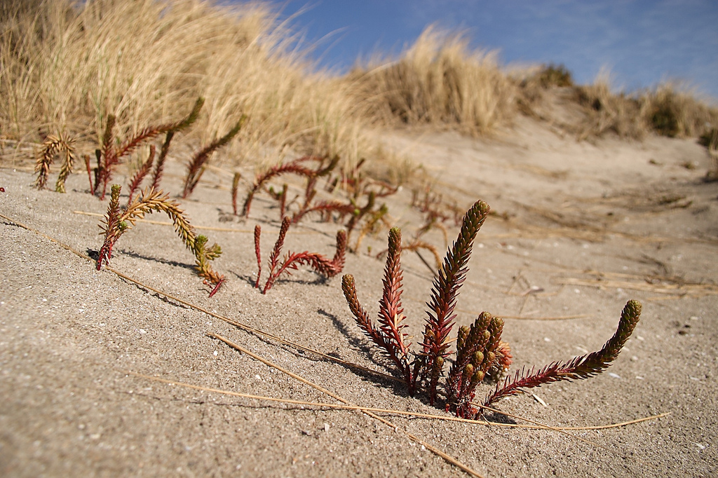 Sea spurge