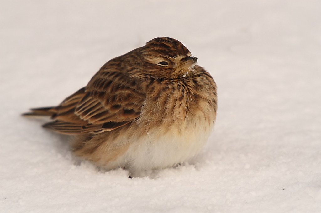 Skylark in the snow