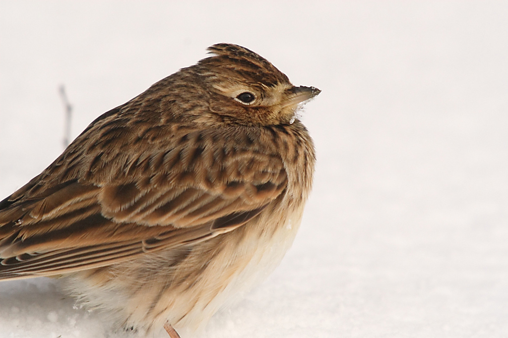 Skylark in the snow