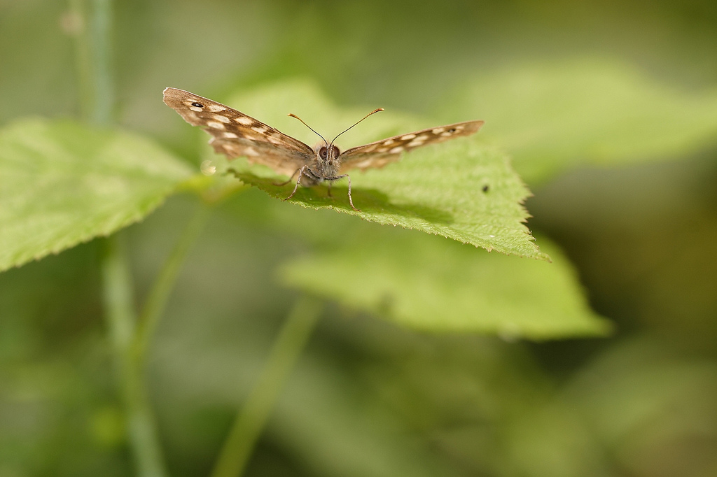 Speckled Wood