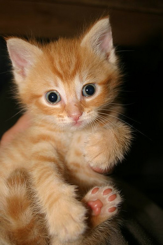 Tomcat kitten