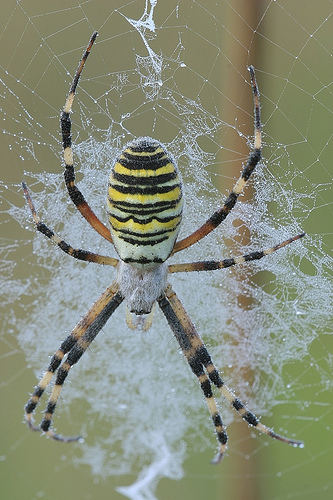 Wasp spider