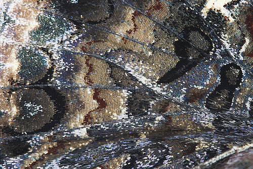Butterfly wing detail