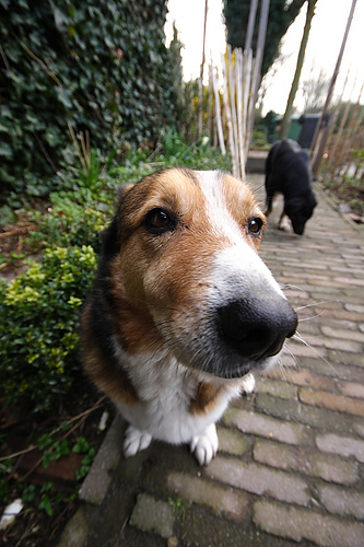 Dog with wideangle