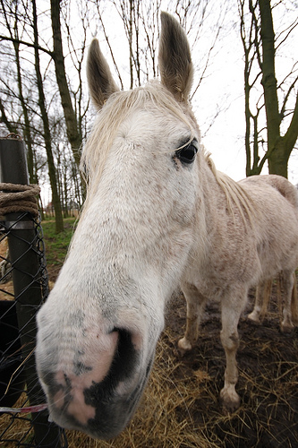Wide angle shot of Horse