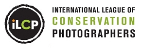 iLCP logo