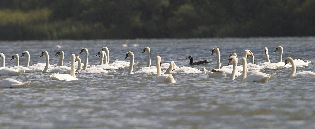 Mute Swans (and one Barnacle Goose)
