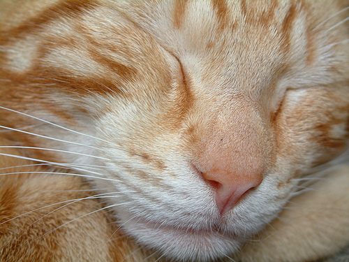 Sleeping Tomcat