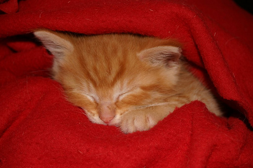 Sleeping tomcat kitten
