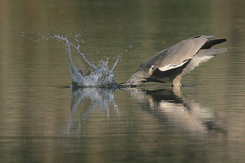 Blue Heron in action