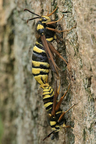 Hoornaarvlinder