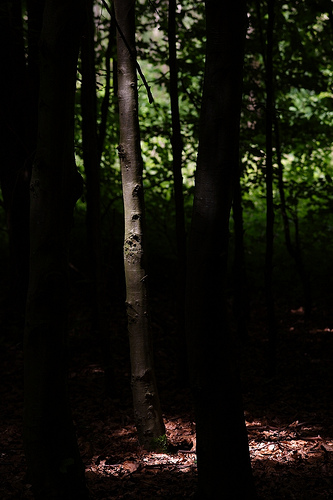 Lichtbundel in het bos